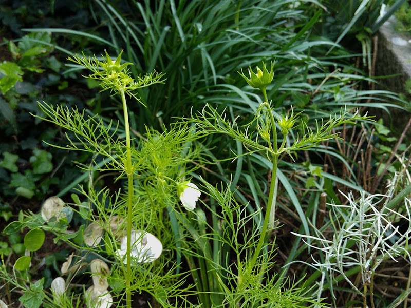 cosmos plant