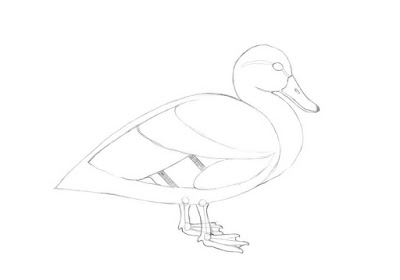 how to draw a duck