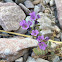 Notch leaf phacelia