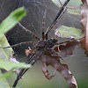 Dolomedes okefinokensis