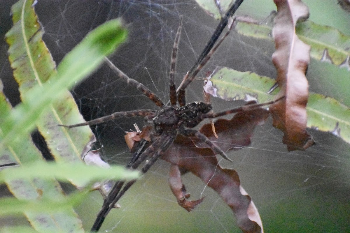 Dolomedes okefinokensis