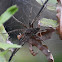 Dolomedes okefinokensis