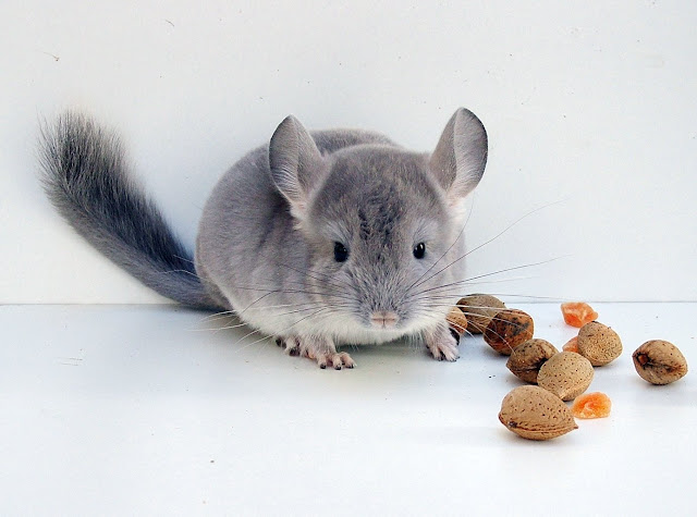 Mis chinchillas: Amidala, Níobe, Padme, Nico y Nano - FOTOS y VÍDEOS - Página 9 SI%2520DSCF6643