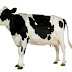 50 hospitalised after eating cow
bitten by snake in South Africa