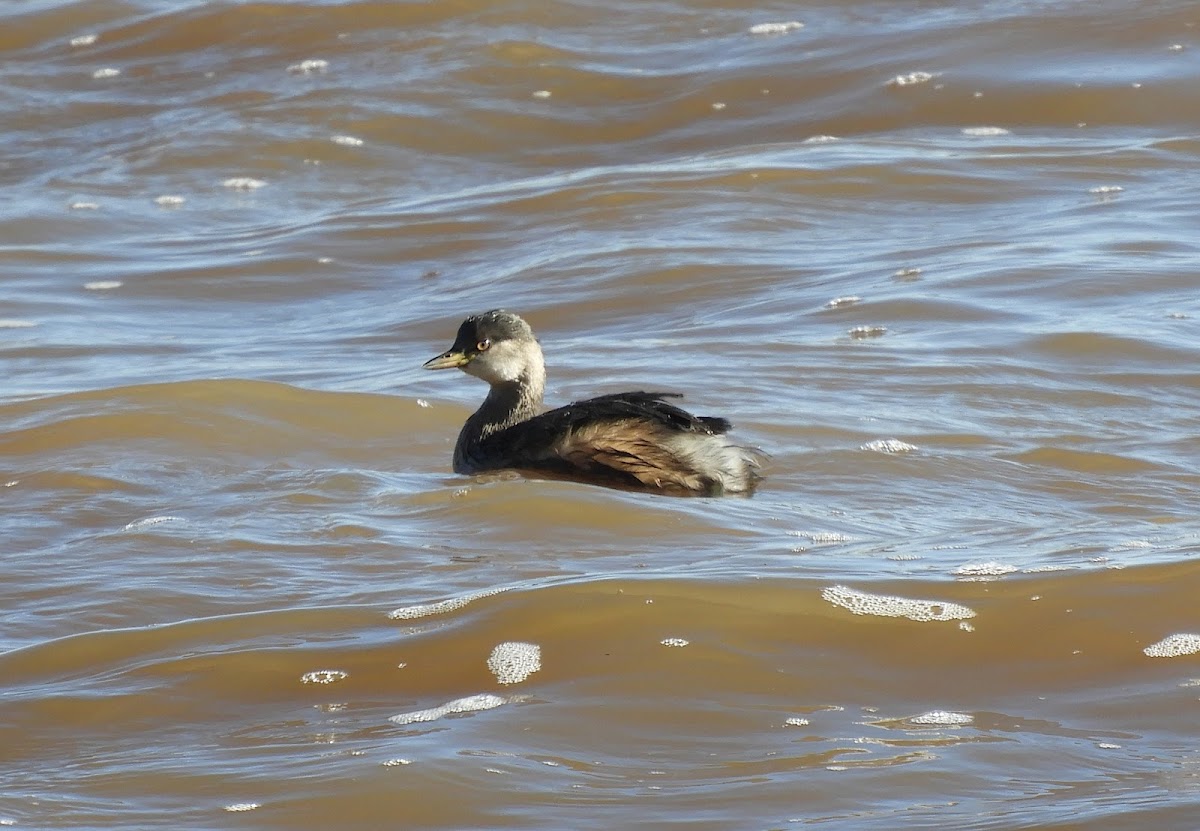 Australasian Grebe