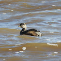 Australasian Grebe