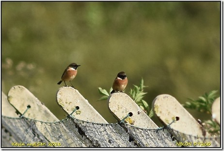 Slimbridge WWT - September