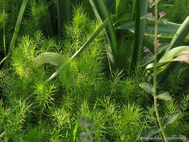 nigella plant