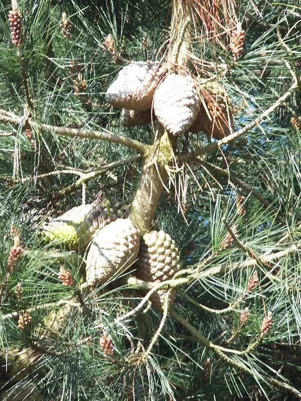 Pine cones