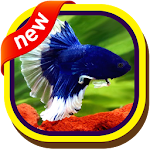 Cover Image of ดาวน์โหลด Betta Fish HD Wallpaper Live 4.0 APK