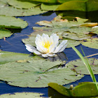 White WaterLily