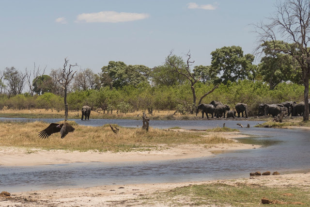 Botswana et Zimbabwe en octobre BotsZim_Oct2015_173