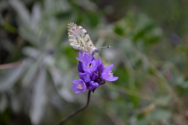 butterfly on a blue dick