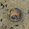 Atlantic Moon Snail