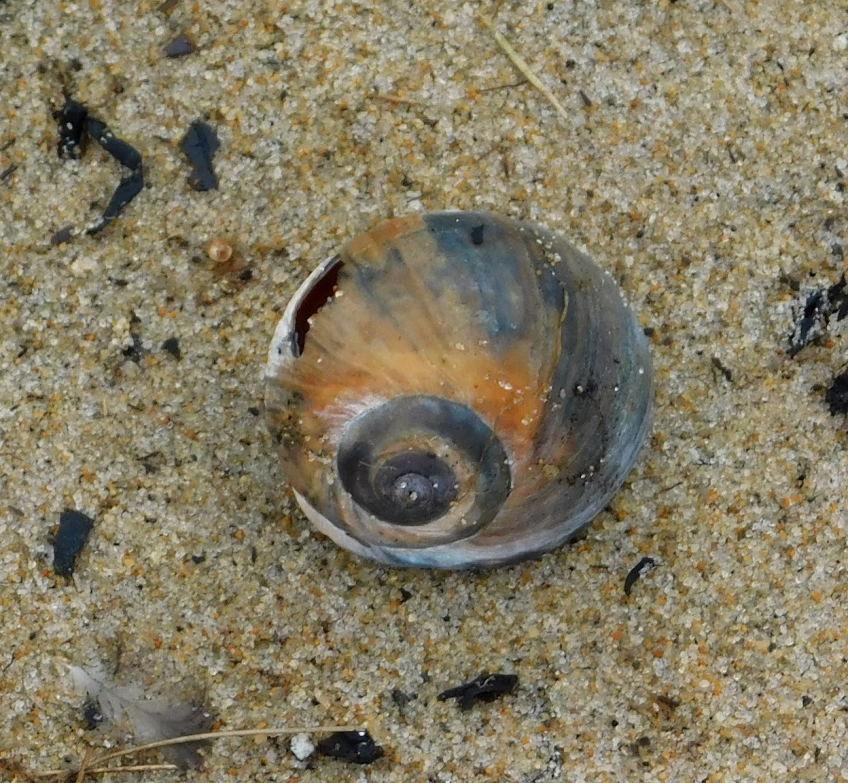 Atlantic Moon Snail