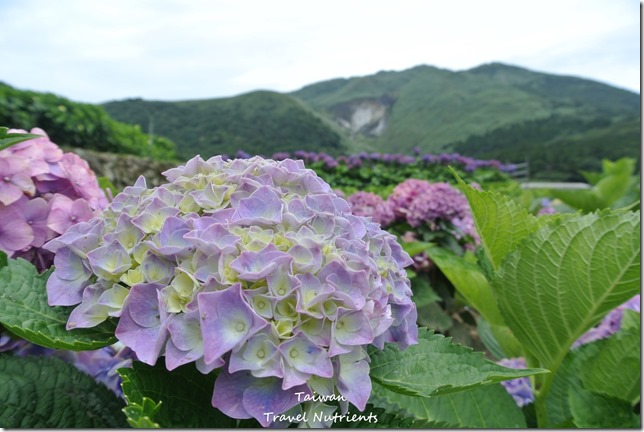 陽明山繡球花 (21)