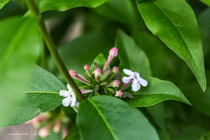 Abelia mosensis Abelia-mosensis-130619-51rm