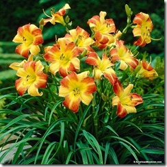 Daylily Mix Color