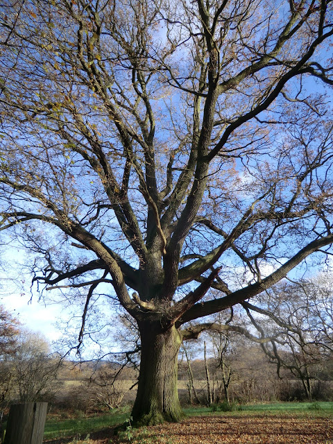 CIMG9719 Old oak tree near Stockenden Farm