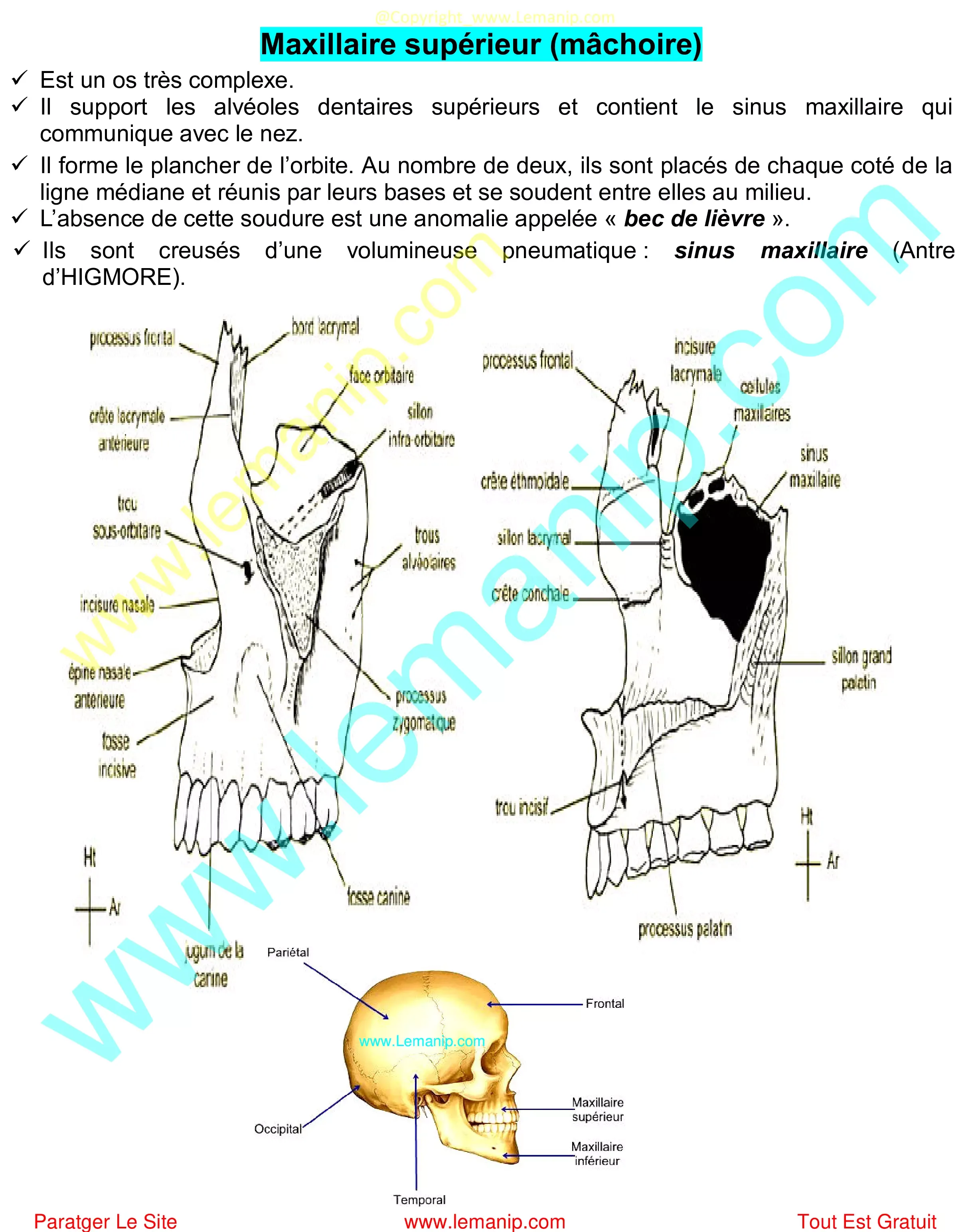 Maxillaire supérieur (mâchoire)