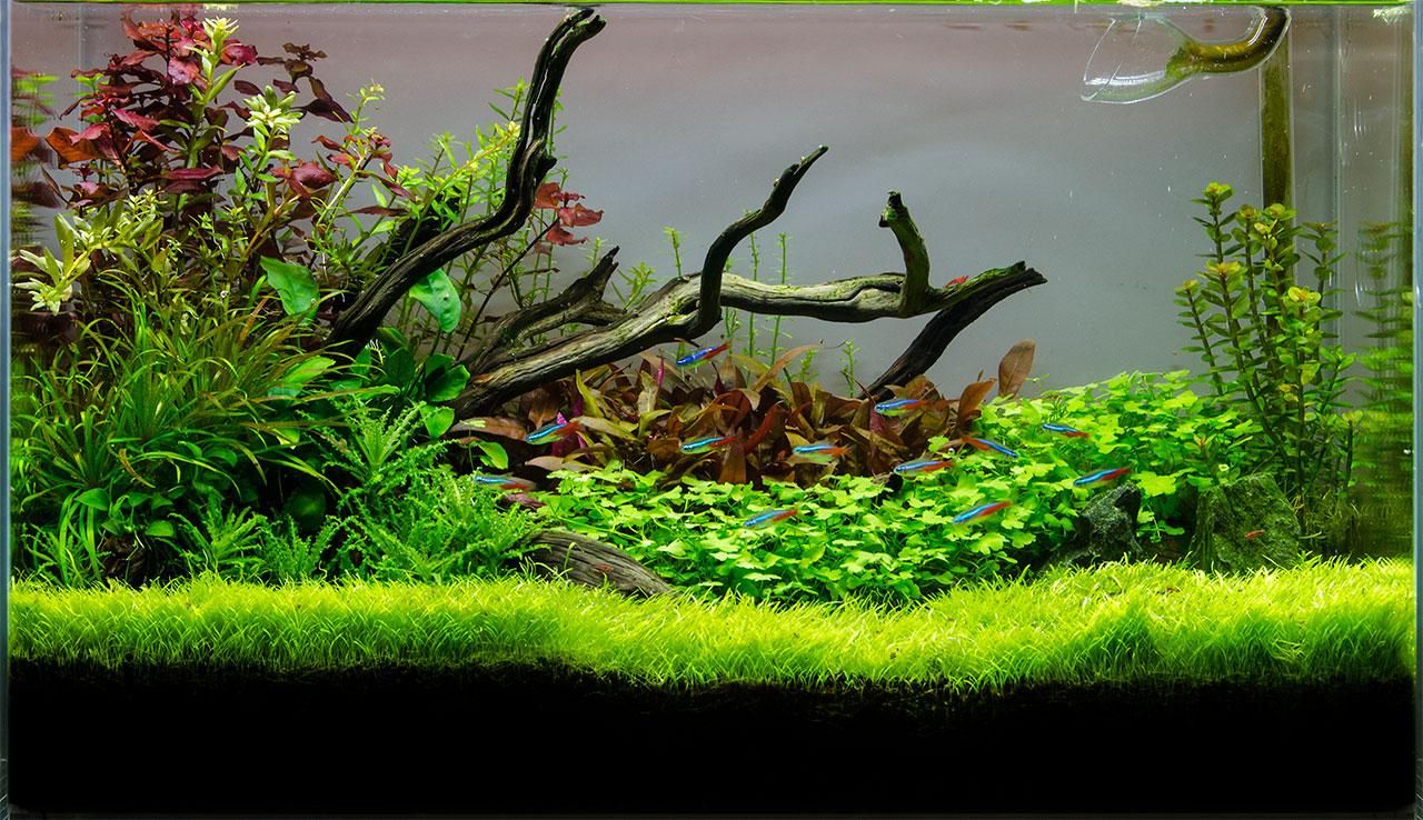 New background. Vote which is better, black or white?, Aquarium  Aquascaping Forum