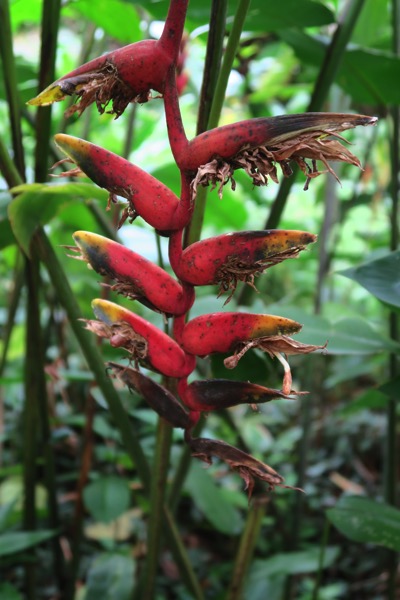 Heliconia chartacea