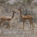 Gerenuk