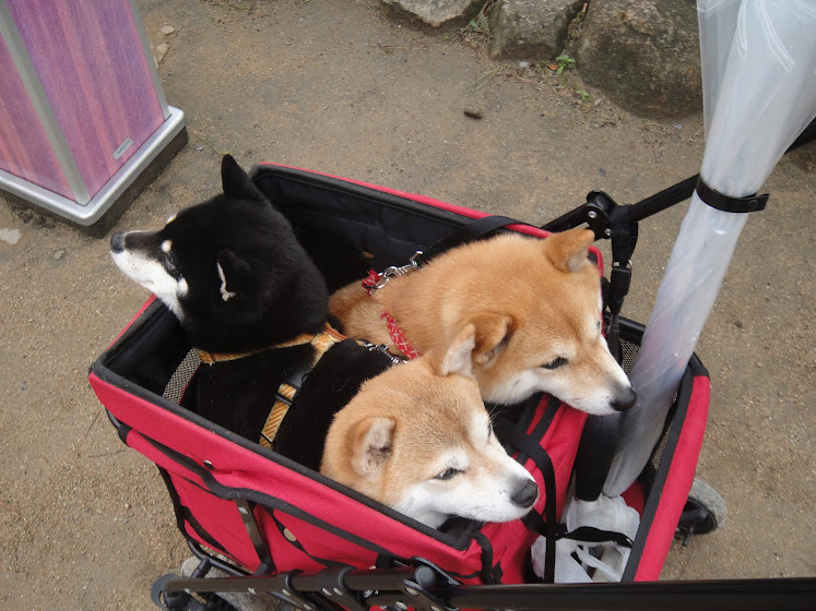 Three pups! One black, two brown.