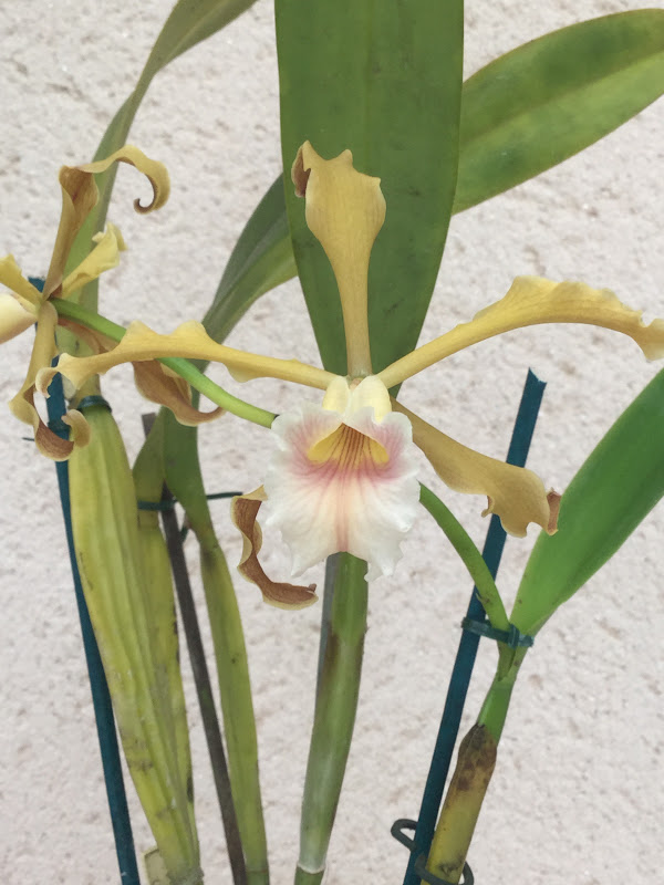 Cattleya (Laelia) grandis Image