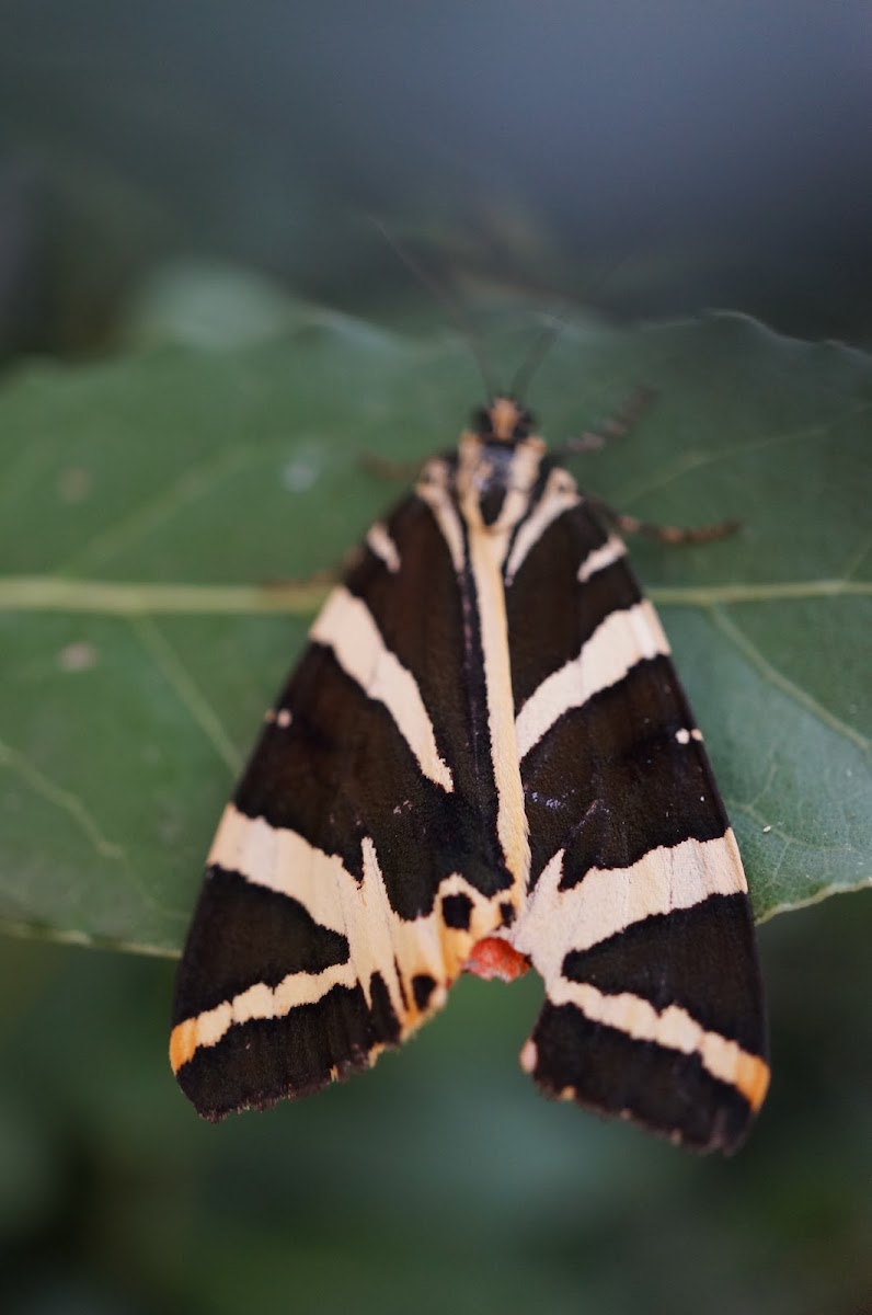 Jersey Tiger