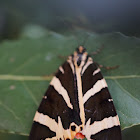 Jersey Tiger