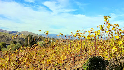 A look at Viansa Winery grounds