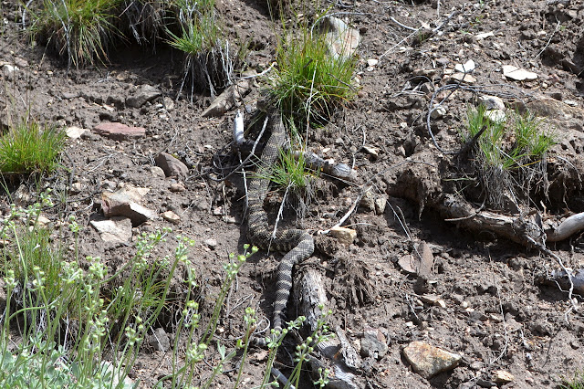 black rattlesnake