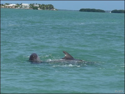 Dolphin Mating near Venture Out channel