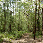 Tall young forest near Ourimbah Creek Road  (369730)