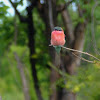 southern carmine beeeater