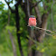 southern carmine beeeater