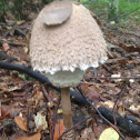 The parasol mushroom