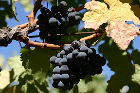 Napa grapes