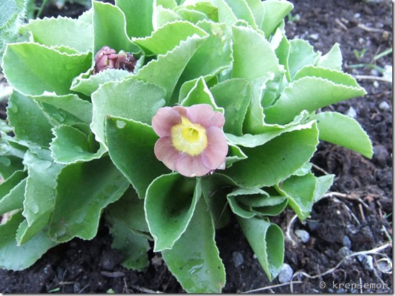 Primula x pubescens