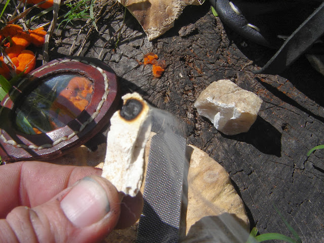 Mi viejo hongo yesquero Fomes Fomentarius DSC01396