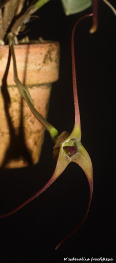 Masdevallia fractiflexa IMG_0683b%2520%2528Medium%2529