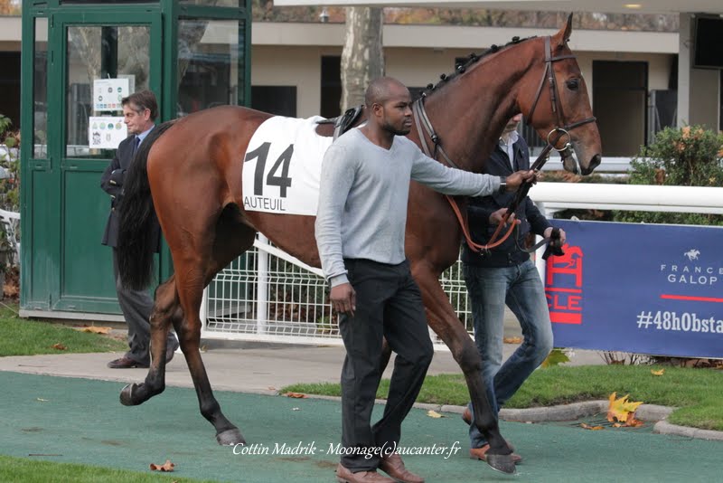 Photos Auteuil 7-11-2015 (48h de l'obstacle) IMG_6636