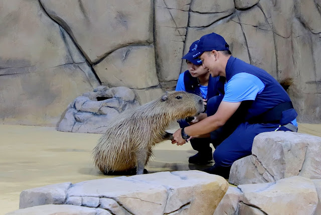 桃園 青埔 親子景點  Xpark 水族館 企鵝 水母 水豚君