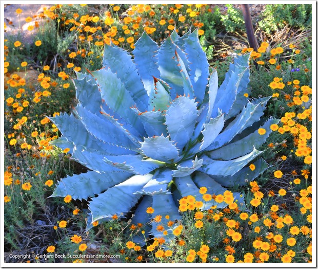 131202_StarrNurseryTucson_Agave-guadalajarana_003