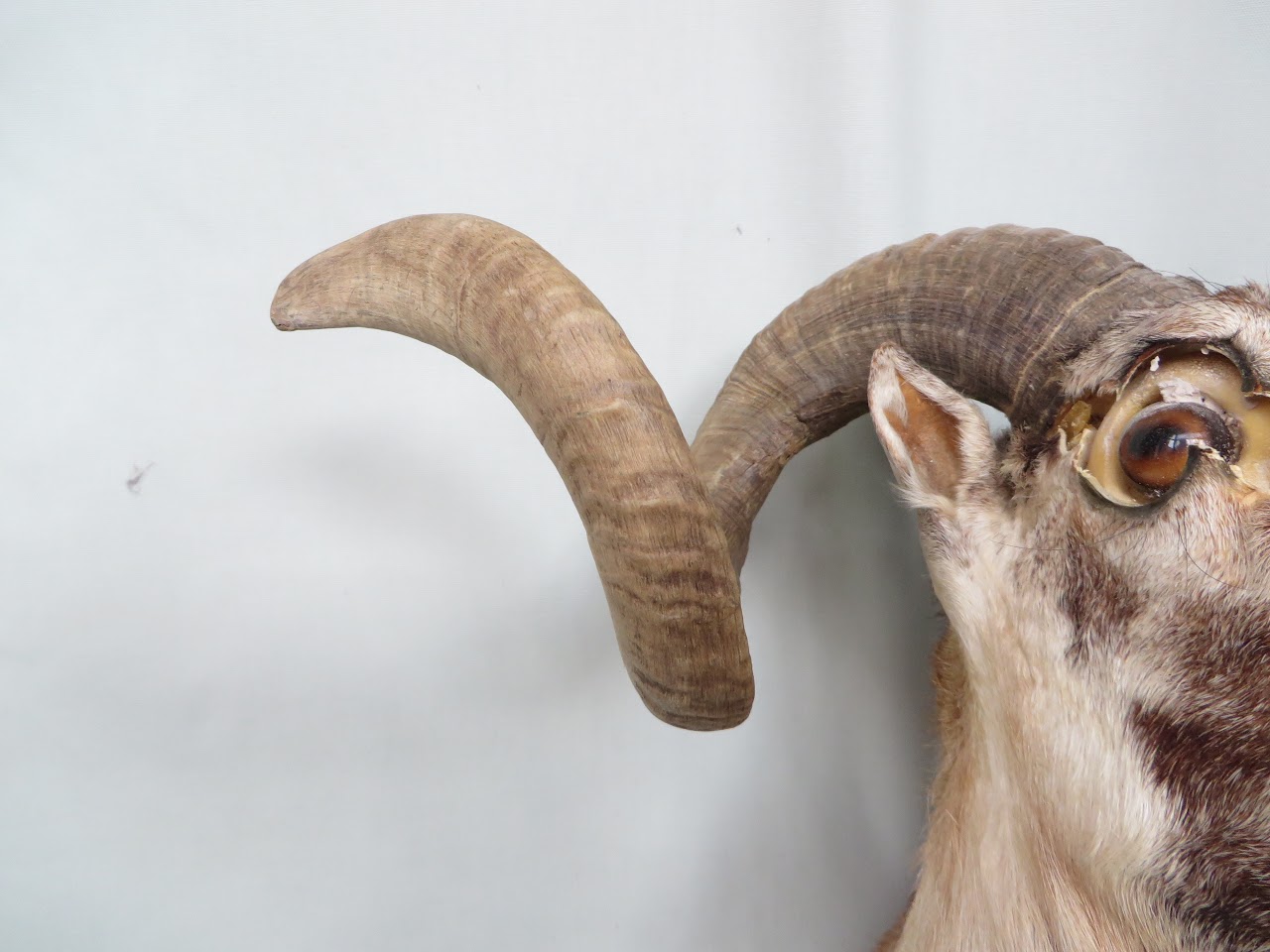 Taxidermy Ram's Head