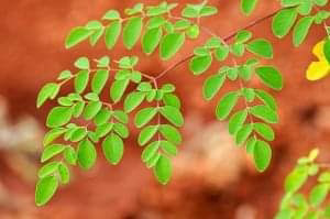 Did you know that Moringa oleifera is a name derived from the Tamil word Murungai Maram, drumstick tree whose ubiquitous leaves and young fruits (pods) are used as vegetables, particularly its long, slender, triangular seed-pods in sambar curry; and the seeds, bark, flowers, and roots as traditional herbal medicine?