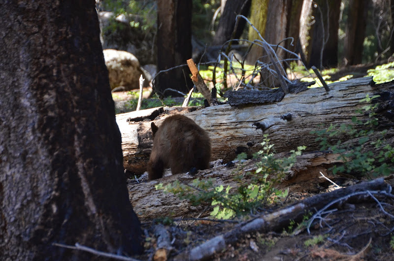 sequoia park