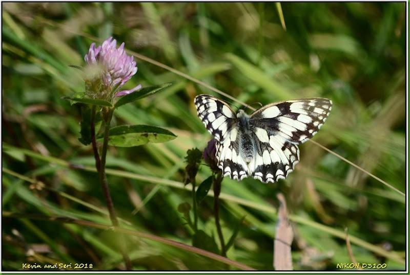 Draycote Meadows - June