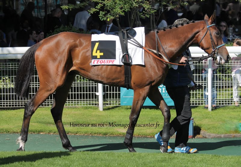 Photos Auteuil 17-05-2015 Journée du Grand Steeple IMG_0368